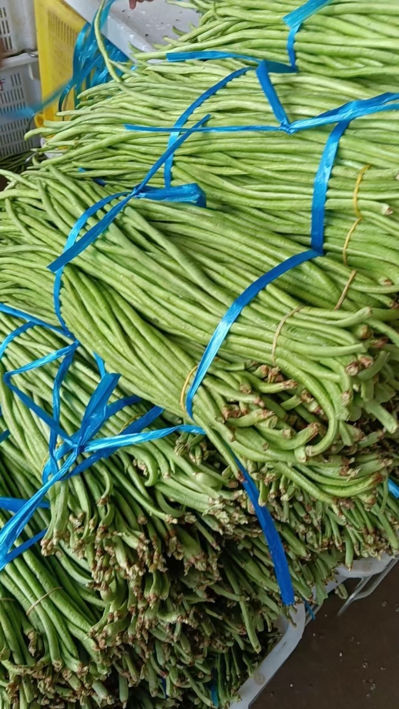 长豆角云南红河豆角大量上市品质保障量大优惠