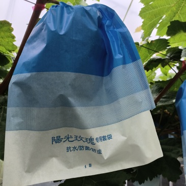 【预售】阳光葡萄，新鲜采摘，保质保量，9月上市，欢迎咨询