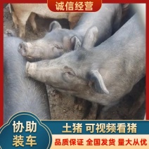 对接全国市场养殖场直供土猪货量充足欢迎采购热卖中