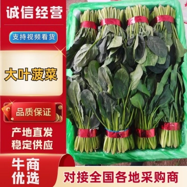 菠菜大叶菠菜山东菠菜产地直发供应全国市场电商