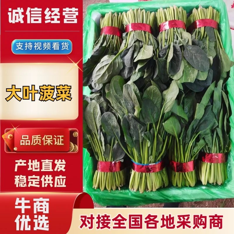 菠菜大叶菠菜山东菠菜产地直发供应全国市场电商