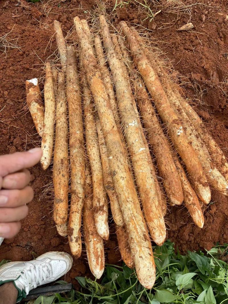 【精】淮山药广西山药产地直供一手货源电商货市场货