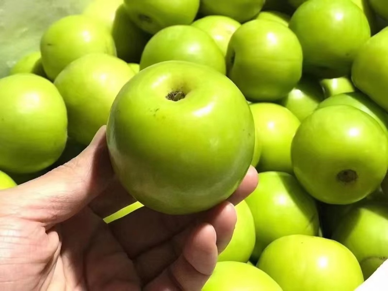 云南特产苹果枣牛奶枣果园一手货质量保证视频看货