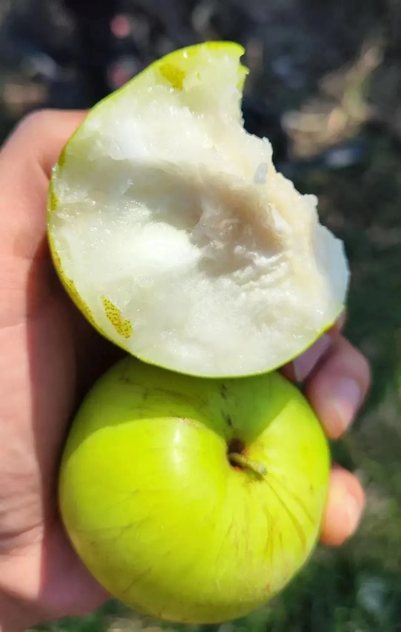 云南特产苹果枣牛奶枣果园一手货质量保证视频看货