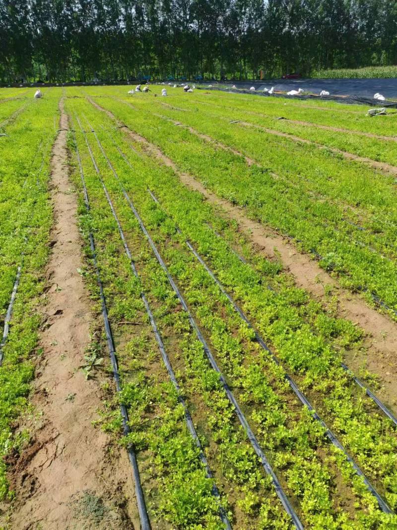 精品芹菜苗产地直发成活率高支持视频看货欢迎来电洽谈
