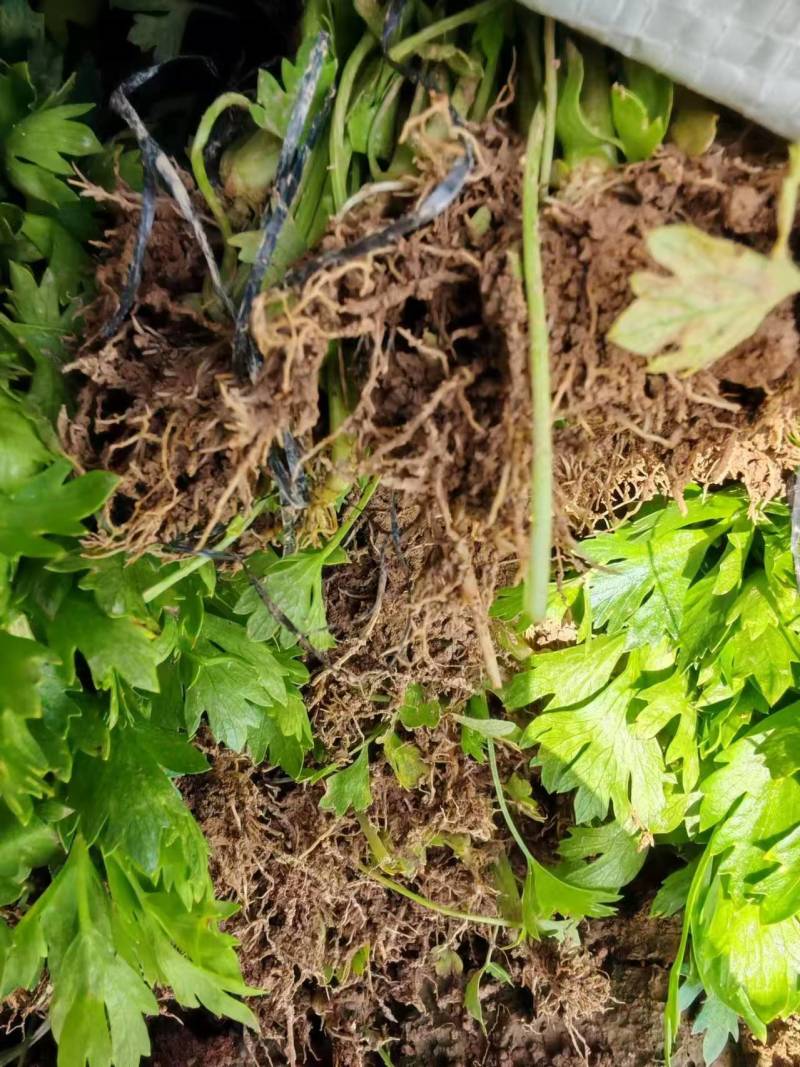 精品芹菜苗产地直发成活率高支持视频看货欢迎来电洽谈