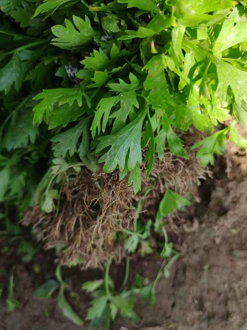 精品芹菜苗产地直发成活率高支持视频看货欢迎来电洽谈