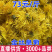 金丝皇菊菊花茶