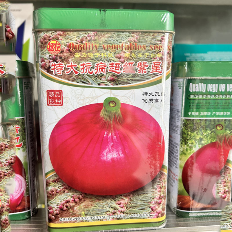 紫皮洋葱种子特大抗病超紫星早熟不易抽苔扁圆形耐寒