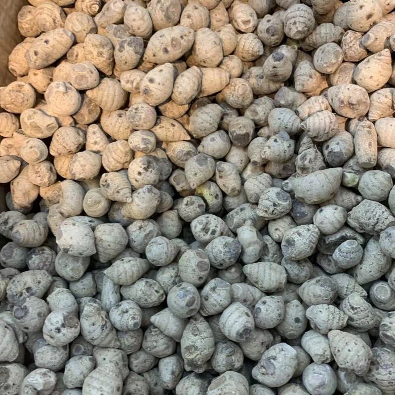 血三七大货批发云南文山血三七