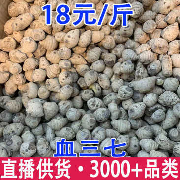 血三七大货批发云南文山血三七