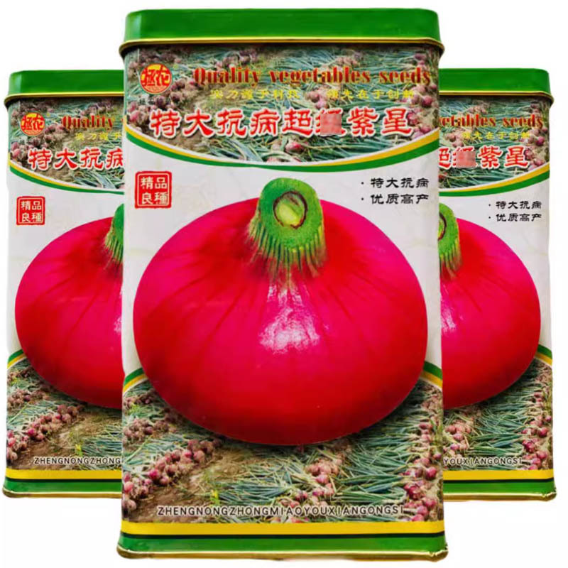 紫皮洋葱种子特大抗病超紫星早熟不易抽苔扁圆形耐寒