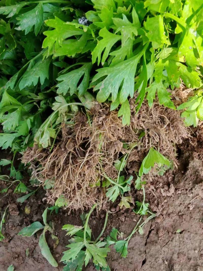 芹菜苗大量供应产地直发价格优惠品质保证欢迎来电
