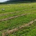 芹菜苗大量供应产地直发价格优惠品质保证欢迎来电