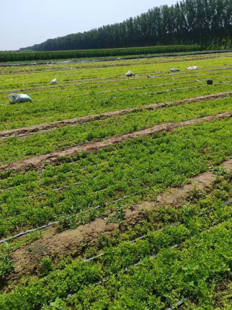 芹菜苗大量供应产地直发价格优惠品质保证欢迎来电