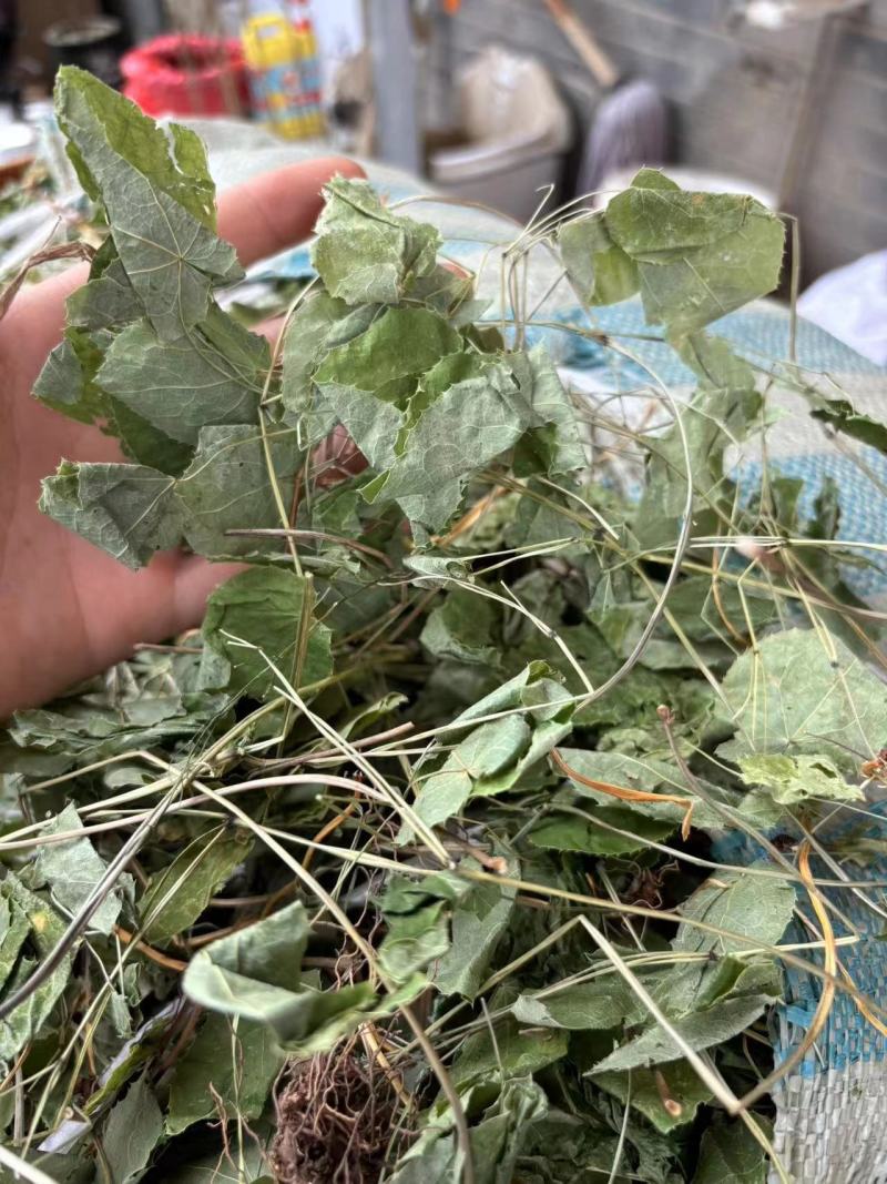 淫羊藿炙羊霍云南淫羊藿一件代发量大从优