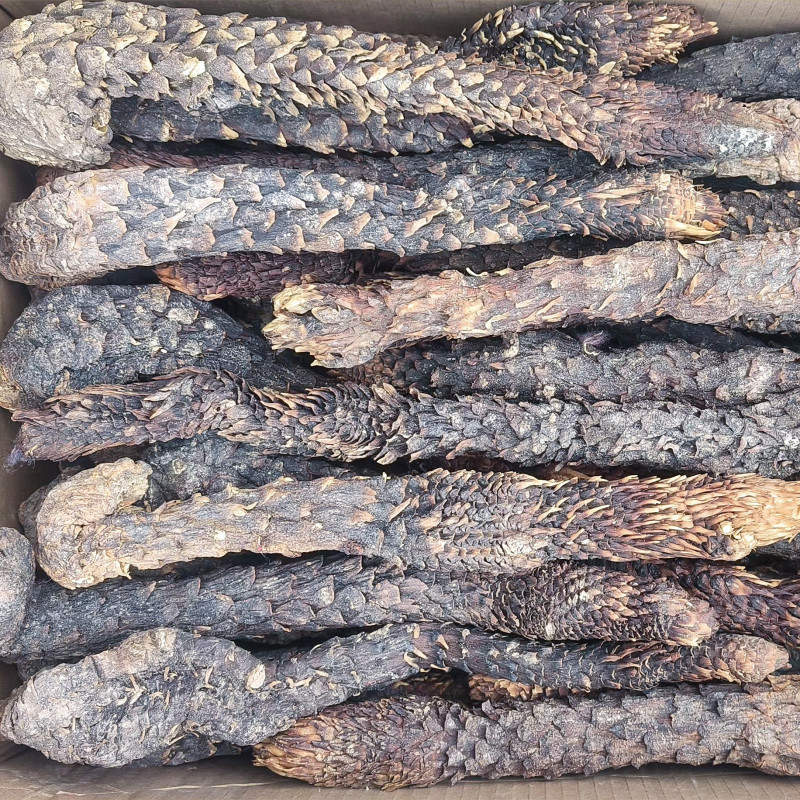 肉苁蓉软质新疆和田特产泡水泡茶软制料包邮批发