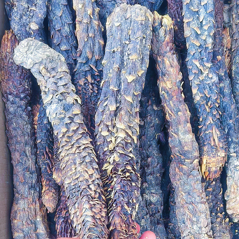肉苁蓉软质新疆和田特产泡水泡茶软制料包邮批发