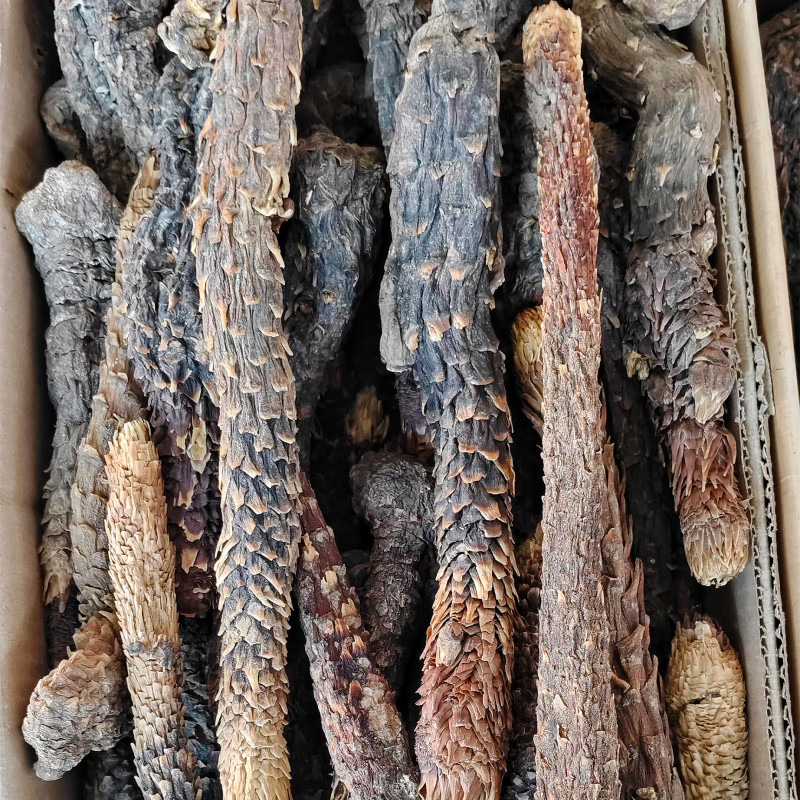肉苁蓉软质新疆和田特产泡水泡茶软制料包邮批发