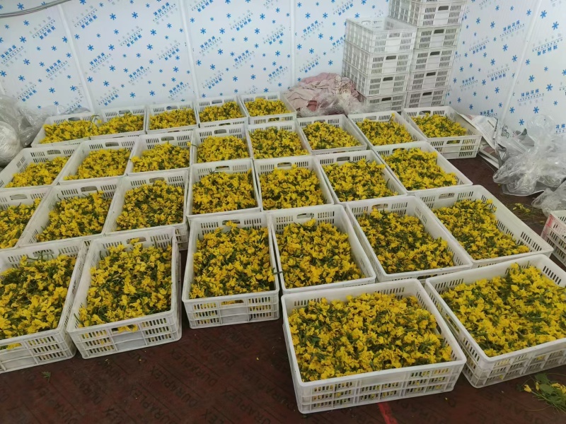 精品黄瓜花大量供应可视频看货品质保证全国发货