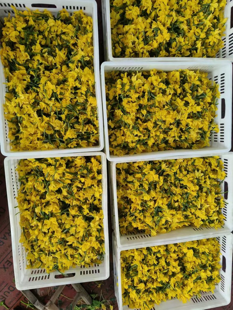 精品黄瓜花大量供应可视频看货品质保证全国发货