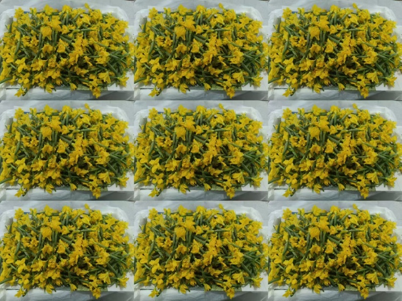 精品黄瓜花大量供应可视频看货品质保证全国发货