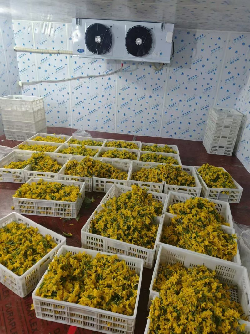 精品黄瓜花大量供应可视频看货品质保证全国发货
