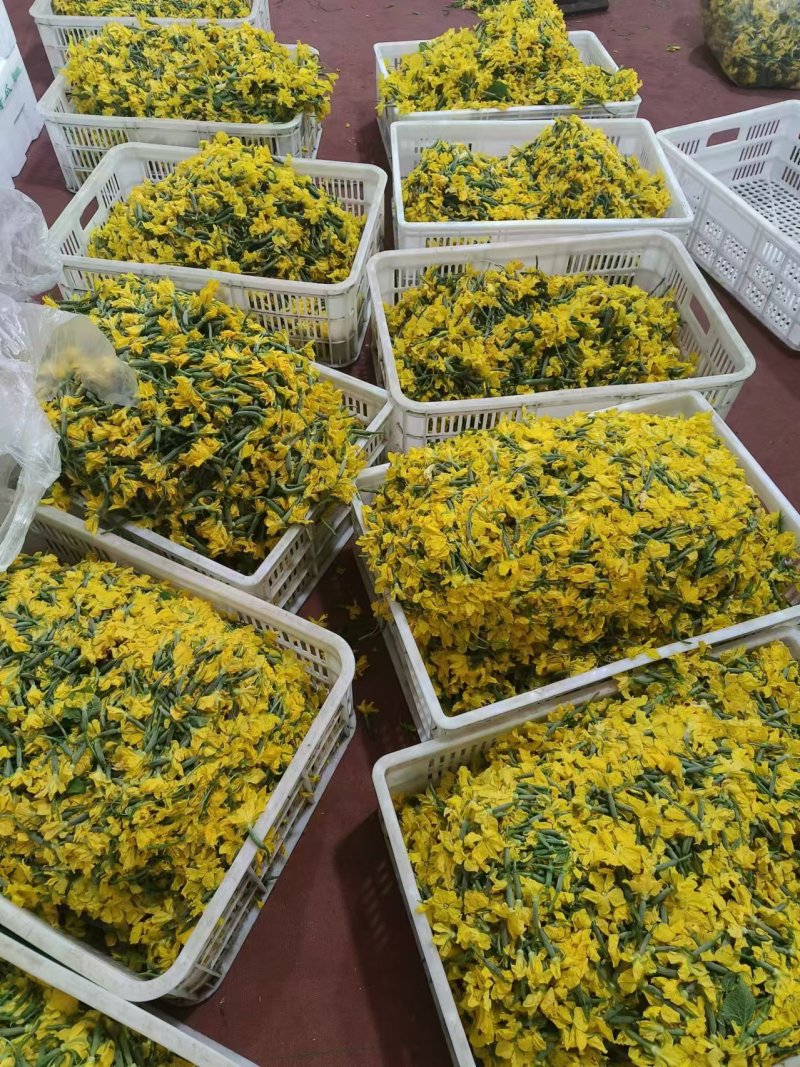 精品黄瓜花大量供应可视频看货品质保证全国发货