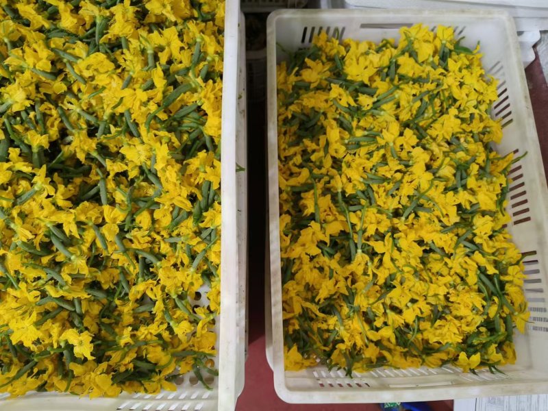 精品黄瓜花大量供应可视频看货品质保证全国发货