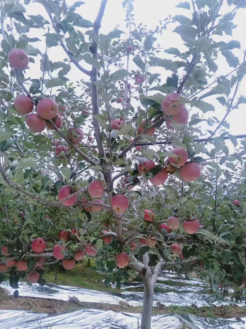 四川丑苹果，盐源县丑苹果，香甜可口，保质保量
