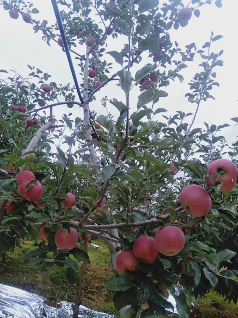 四川丑苹果，盐源县丑苹果，香甜可口，保质保量