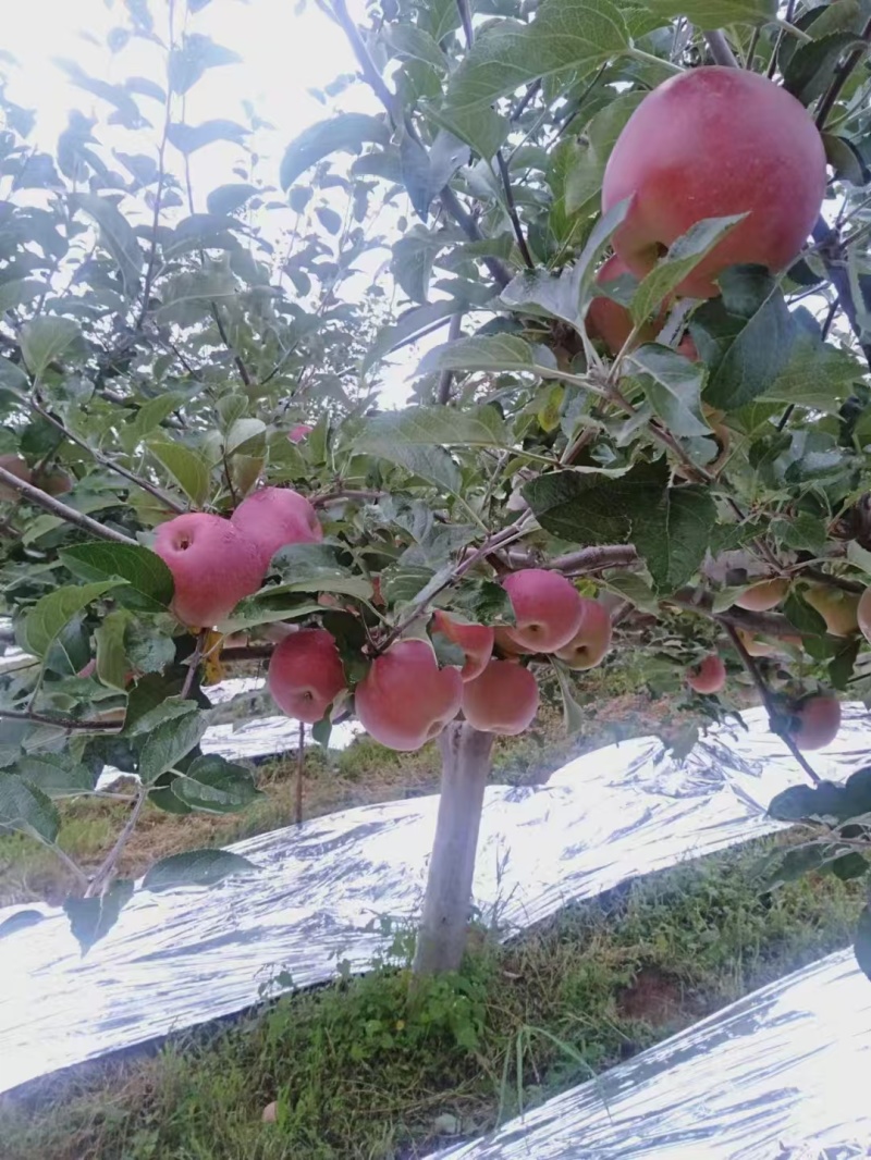 四川丑苹果，盐源县丑苹果，香甜可口，保质保量