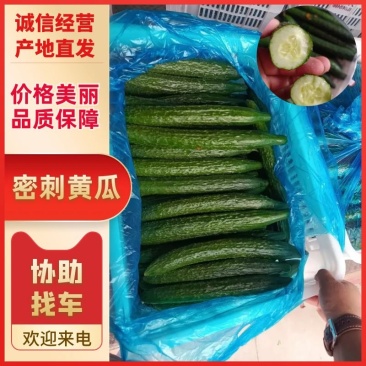 【密刺黄瓜】精品河北黄瓜物美价廉对接全国商超批发
