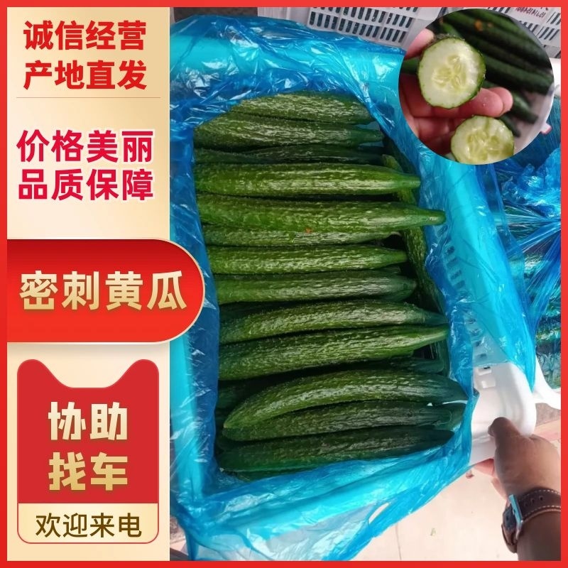 【密刺黄瓜】精品河北黄瓜物美价廉对接全国商超批发