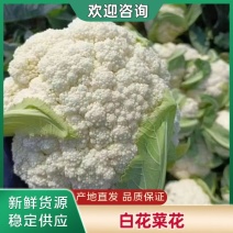 【推荐】精品河北菜花大量现货都是精品价格美丽