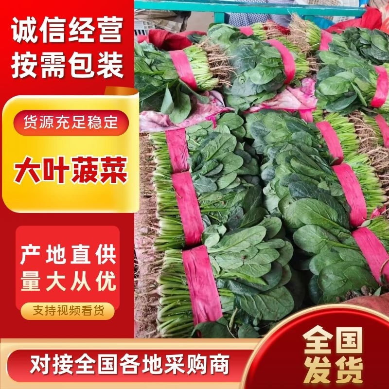 【推荐】河北精品大叶菠菜产地大量供应品质保证欢迎洽