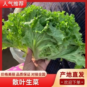 精品生菜货源充足大量上市量大从优一手货源诚信商家代发