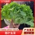 精品生菜货源充足大量上市量大从优一手货源诚信商家代发