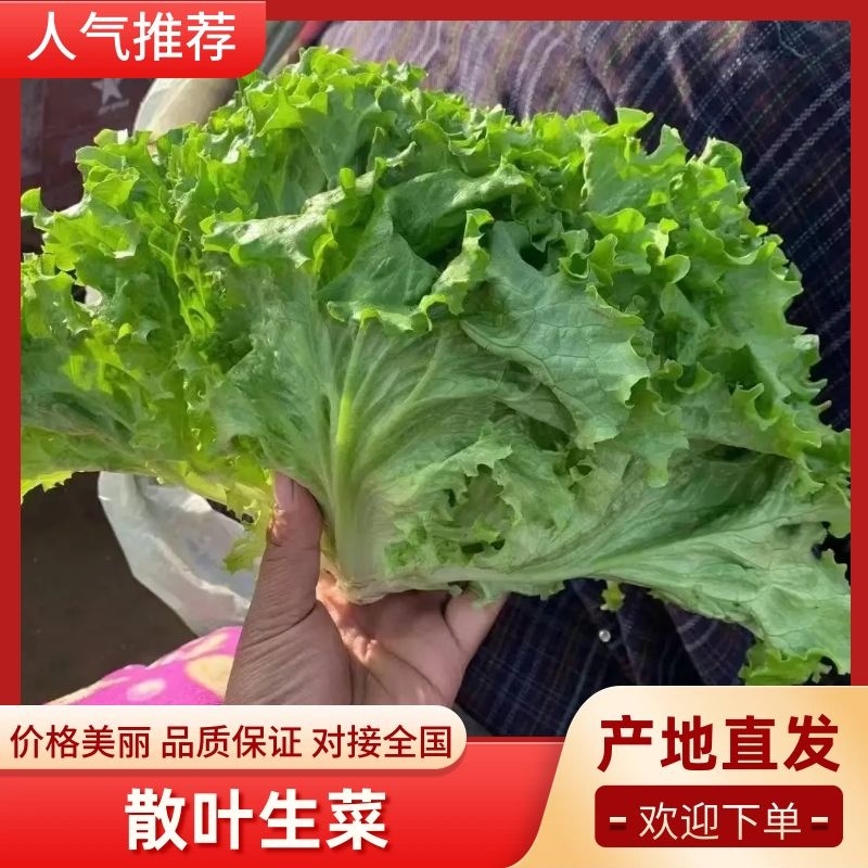 精品生菜货源充足大量上市量大从优一手货源诚信商家代发
