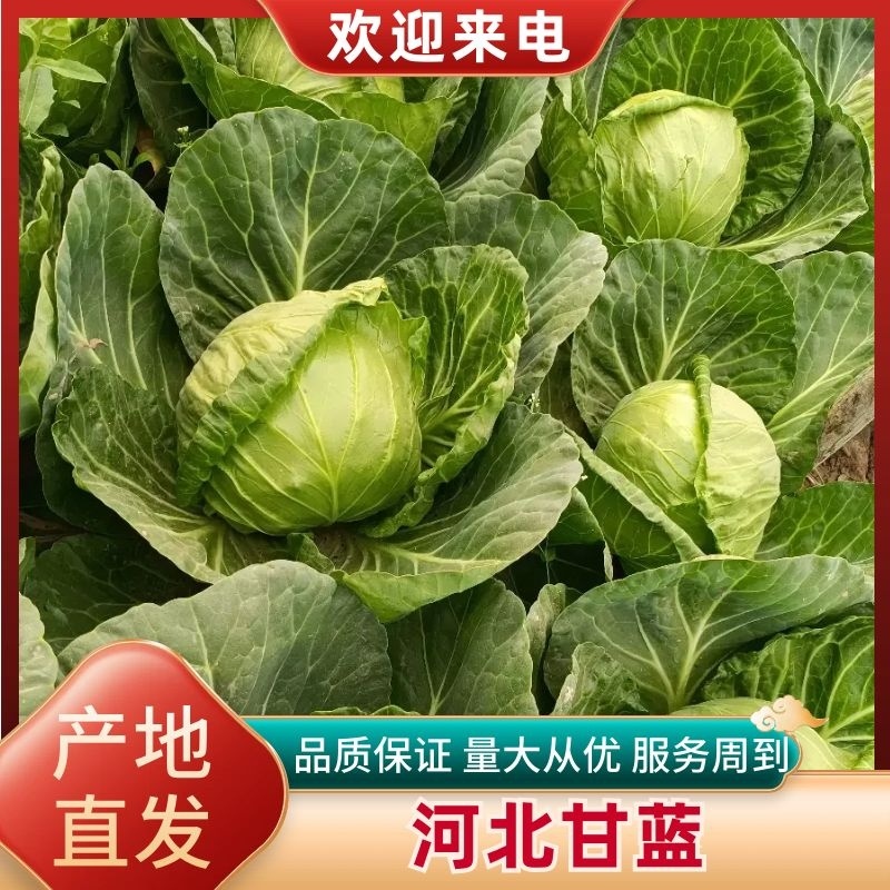 河北甘蓝/精品圆包菜/甘蓝/产地大量上市一手货源全国发货