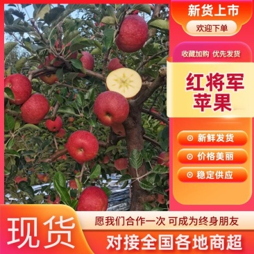 四川凉山红将军苹果产地直发货源充足口感脆甜大量批发走市场