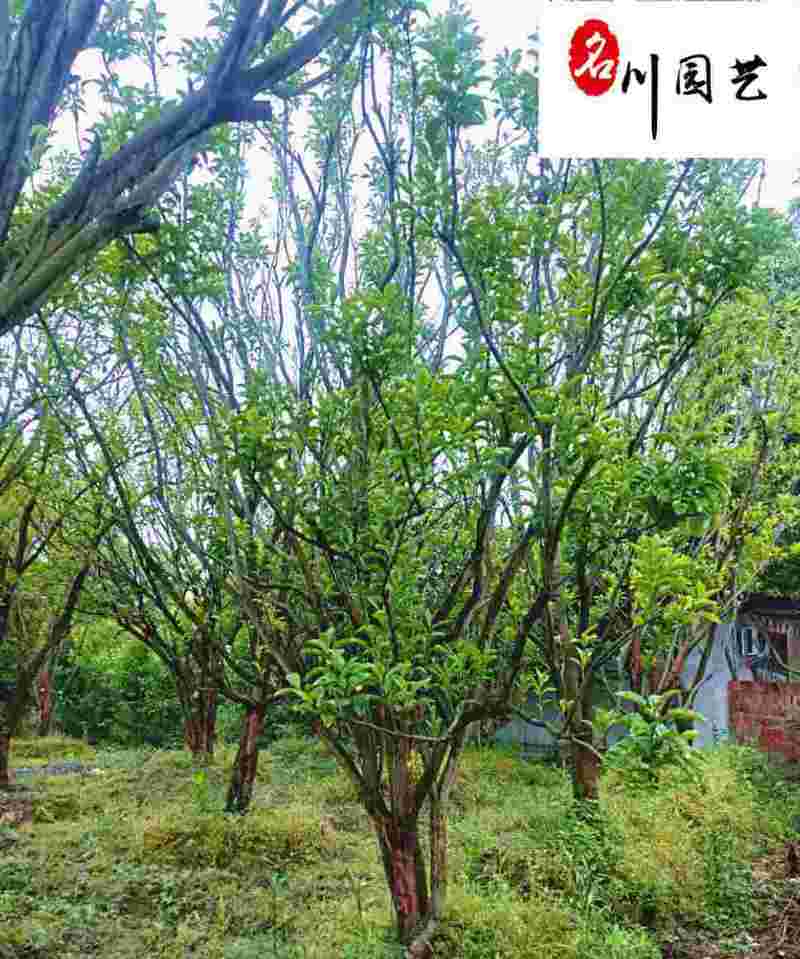 香泡丛生单杆绿化苗木批发成都香泡树基地直供欢迎致电