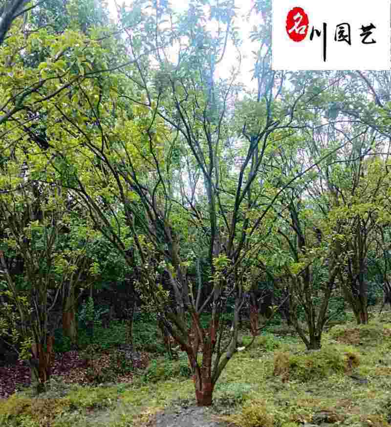 香泡丛生单杆绿化苗木批发成都香泡树基地直供欢迎致电