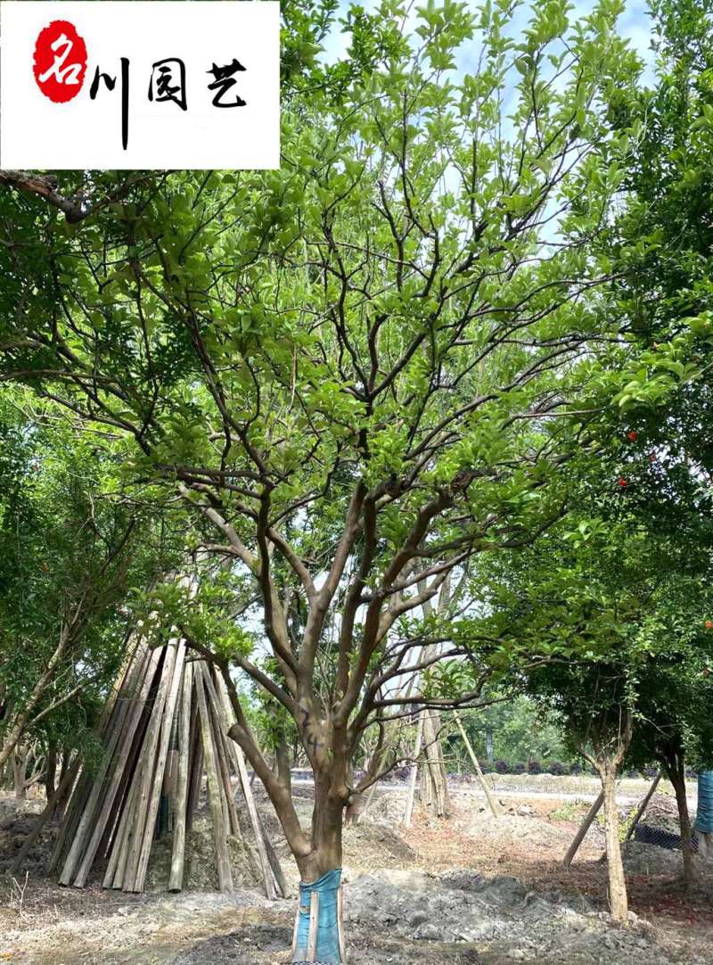 香泡丛生单杆绿化苗木批发成都香泡树基地直供欢迎致电