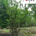 香泡丛生单杆绿化苗木批发成都香泡树基地直供欢迎致电
