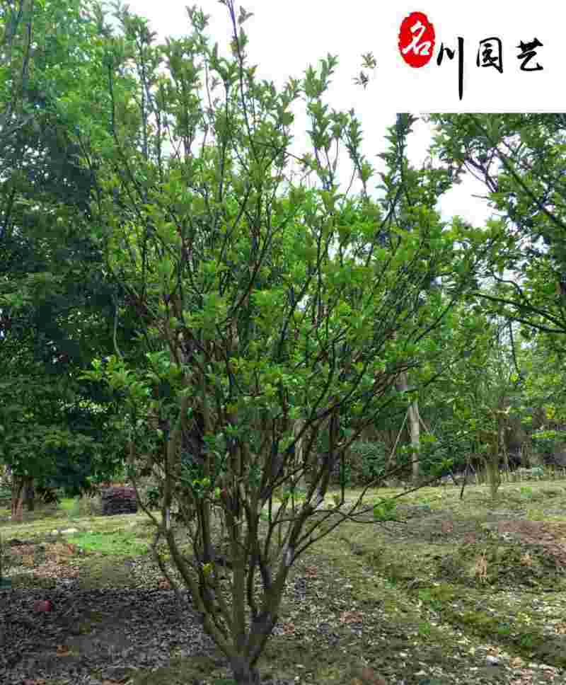 香泡丛生单杆绿化苗木批发成都香泡树基地直供欢迎致电