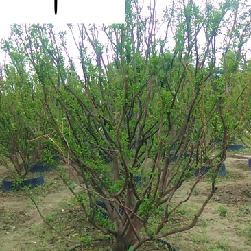 香泡丛生单杆绿化苗木批发成都香泡树基地直供欢迎致电