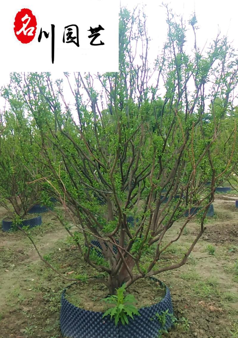 香泡丛生单杆绿化苗木批发成都香泡树基地直供欢迎致电