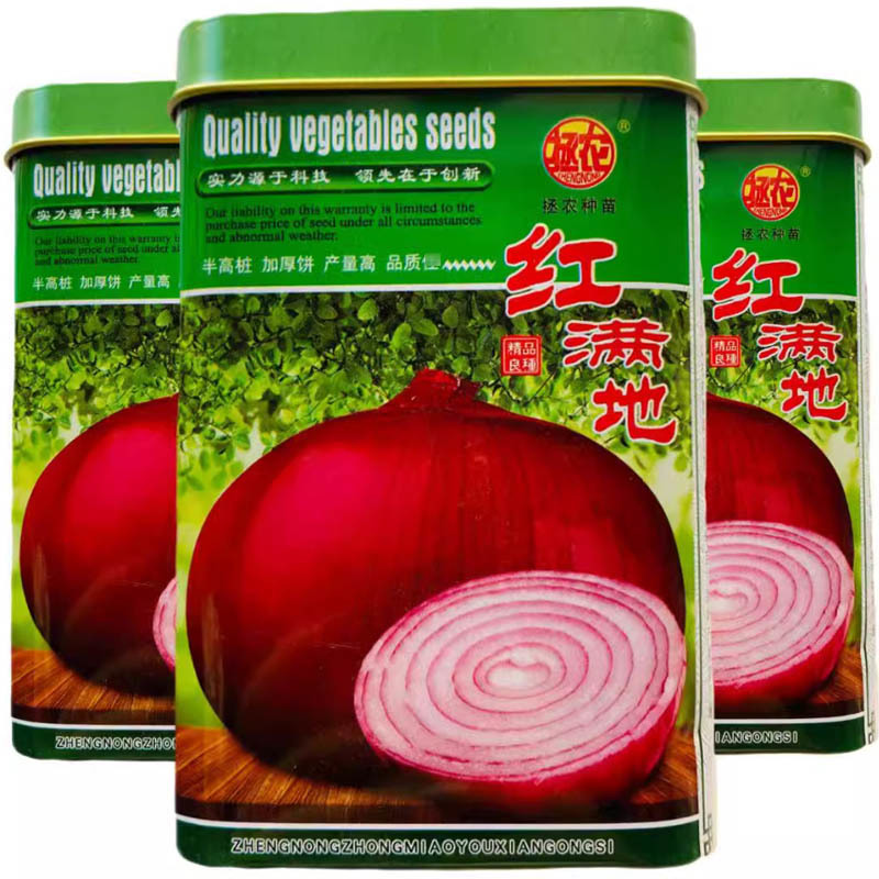 红满地洋葱种子球型色泽美观抗病高产中熟半高桩紫红皮洋葱秋