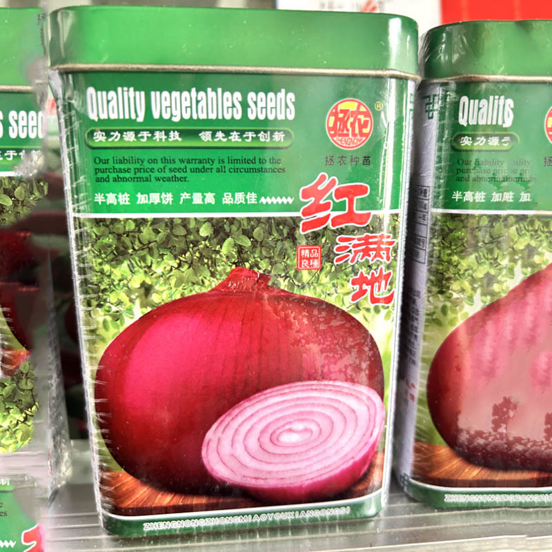 红满地洋葱种子球型色泽美观抗病高产中熟半高桩紫红皮洋葱秋